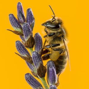 Honingbij_op_lavendel_800x800