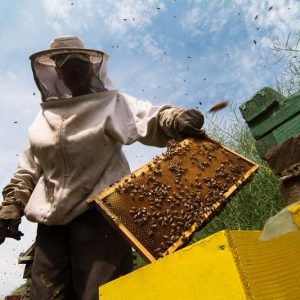 beekeeper-working-on-beehive-2021-04-02-21-03-53-utc-800x533