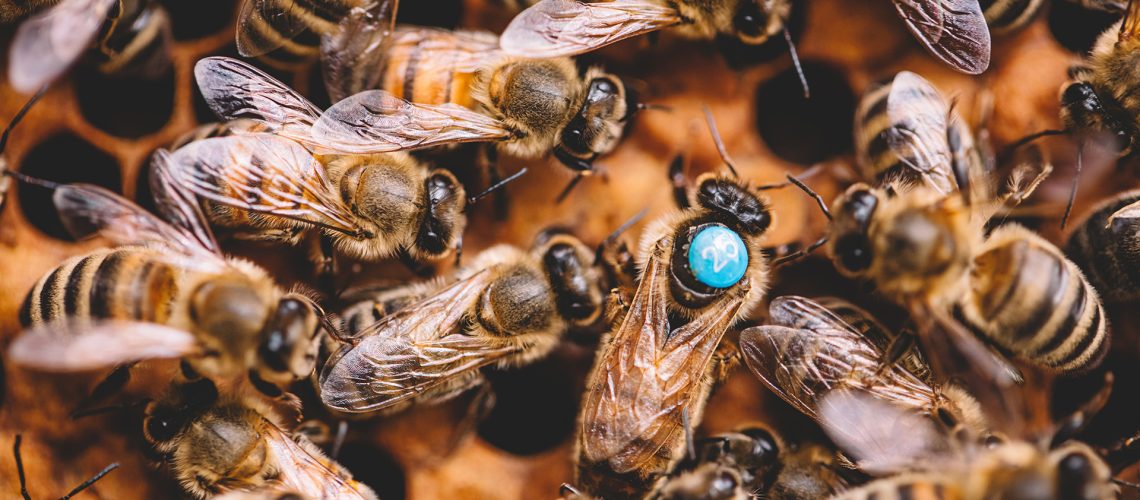 honey-bees-and-queen-bee-on-honeycomb-in-hive-2022-12-16-11-10-19-utc