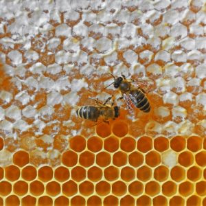 Close up several worker honeybees on fresh golden comb honey background, full frame honeycomb pattern