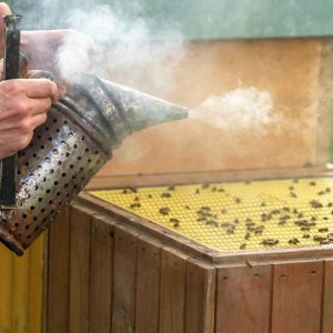 smoked-bee-hive-when-handling-bees-wax-and-honey-2021-06-29-17-35-18-utc-800x533