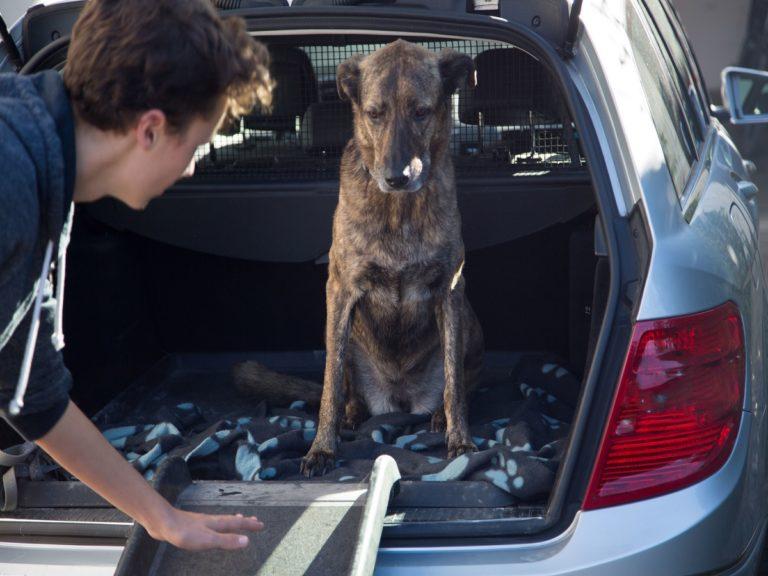 Arthrose beim Hund Symptome Ursachen und Behandlung