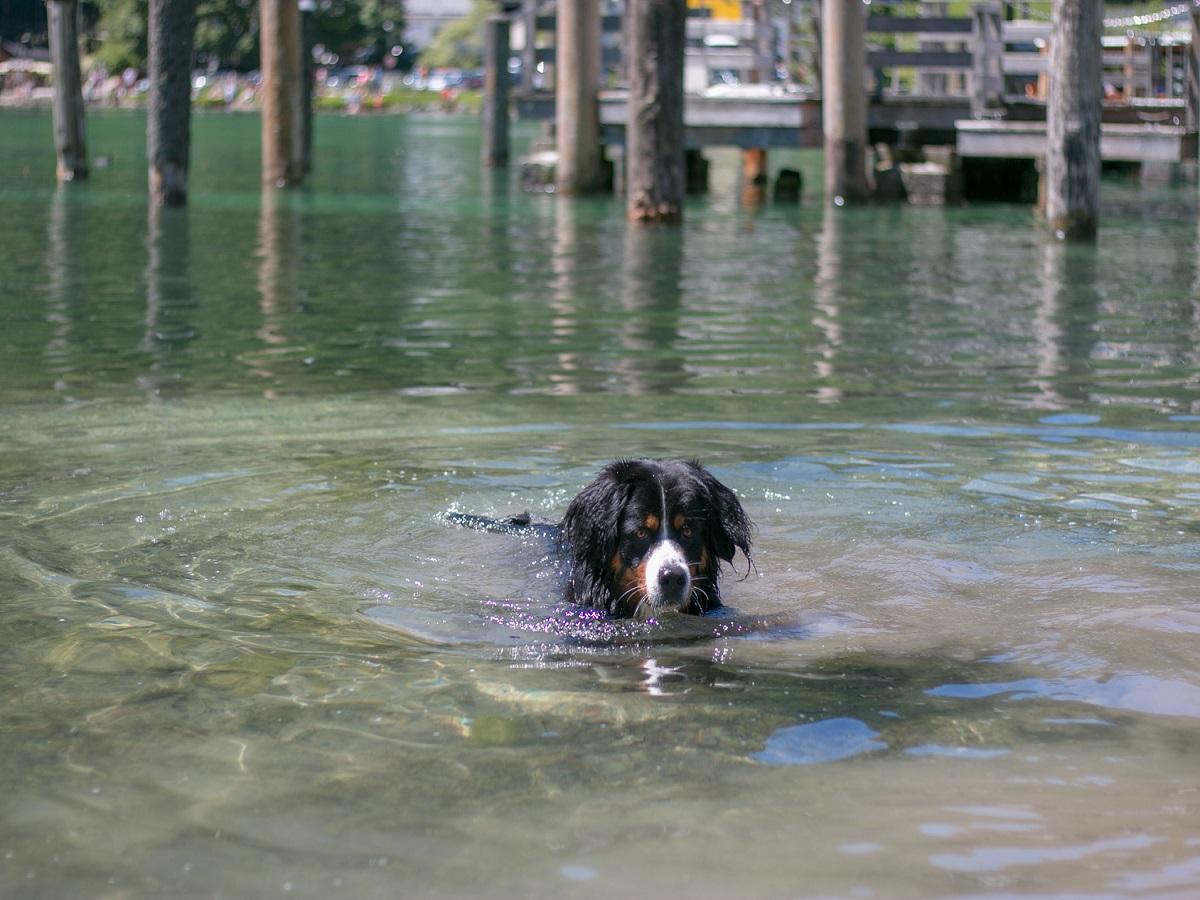 Arthrose beim Hund. Schwimmender Berner Sennen Hund im Wasser