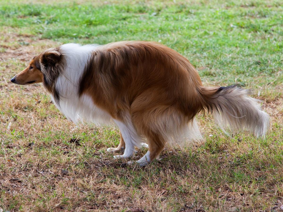 Durchfall beim Hund. Rough Collie (Hund) ist wegen Durchfall auf dem Rasen gekackt