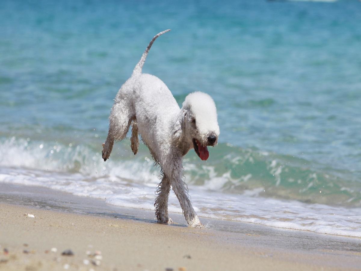 Kupfertoxikose beim Hund. Bedlington Terrier rennt freudig am Strand