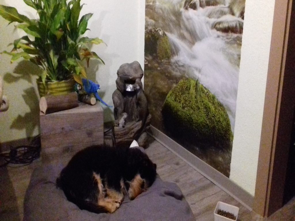 Startseite Der Pfoten Freund. Frieda beim schlafen auf ihrer Kuscheldecke vor Wasserfall