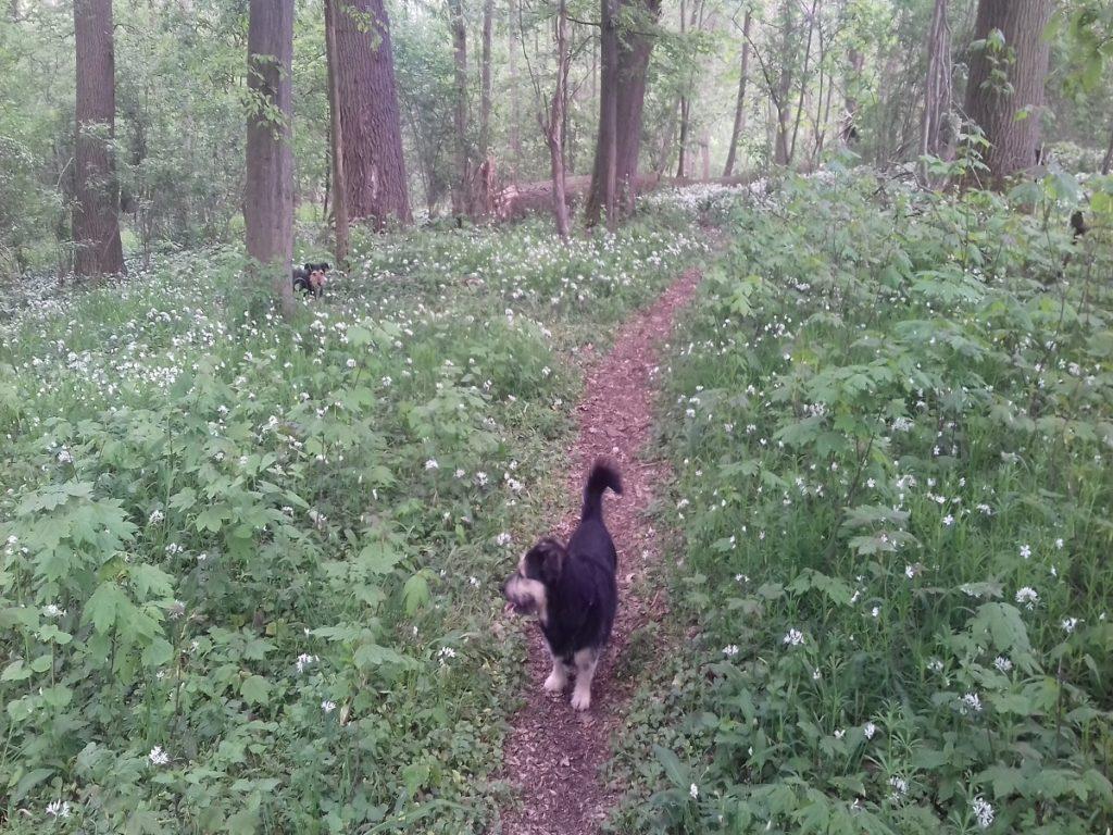 Startseite Der Pfoten Freund. Rocky und Frieda auf Trampelpfad im Wald voller Bärlauch