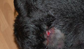 Ein Abszess beim Hund wo die betroffene Hautstelle rasiert wurde.