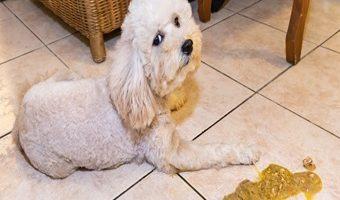 Ein kleiner Hund der an der Addison Krankheit beim Hund leidet hat sich übergeben.