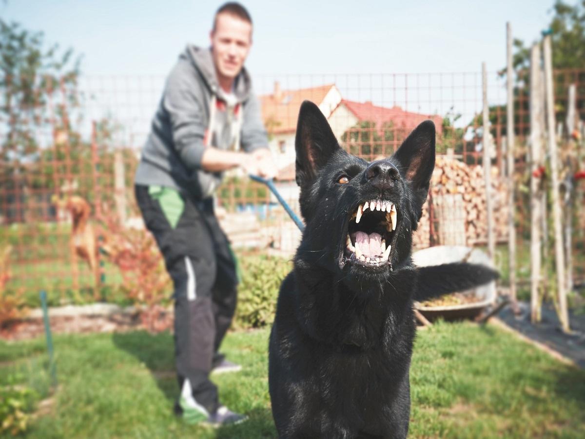 Aggressives Verhalten bei Hunden. Aggressiver Hund bellt. Junger Mann mit wütendem schwarzem Hund an der Leine.