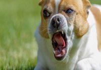 Aggressives Verhalten bei Hunden. Chihuahua weiß braun Hund aggressiv.
