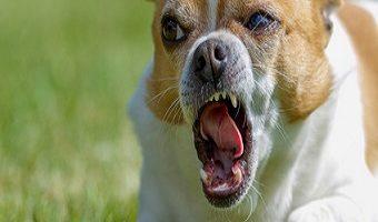 Aggressives Verhalten bei Hunden. Chihuahua weiß braun Hund aggressiv.