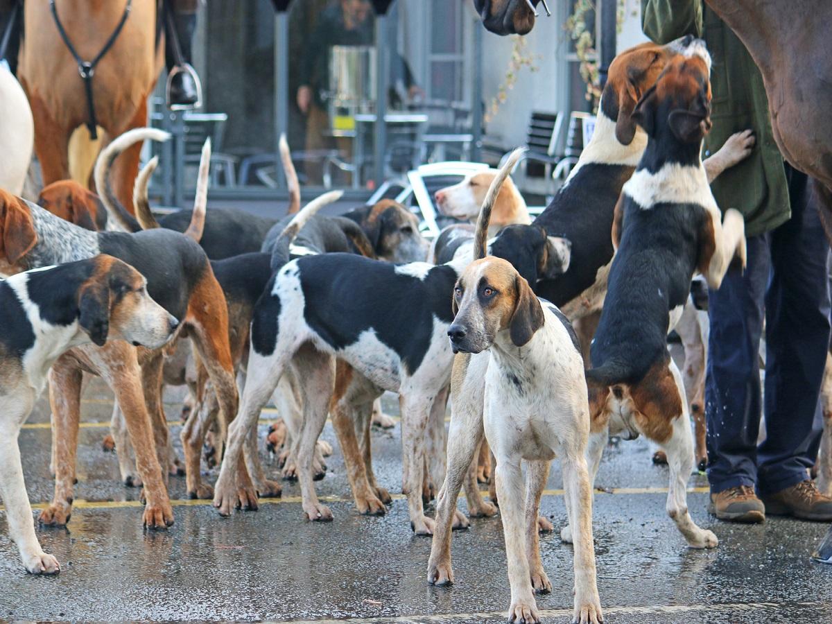 Ein großes Rudel der Hunderasse American Foxhound.