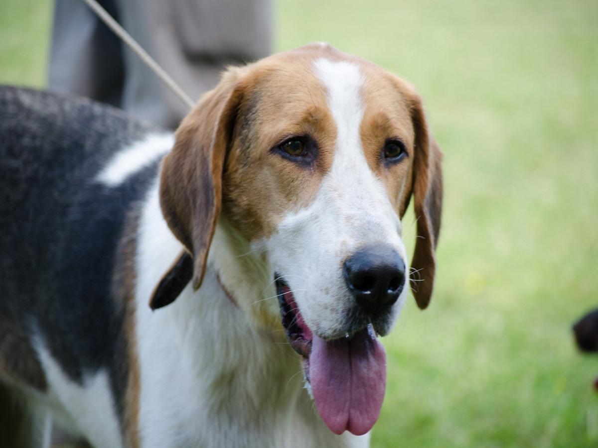 Die Schnauze eines American Foxhound in einer Nahaufnahme.