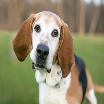 Ein Porträt von einem American Foxhound auf einer Wiese.