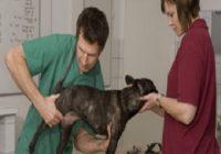 Arthrose beim Hund. Man untersucht Hinterbeine eines Hundes