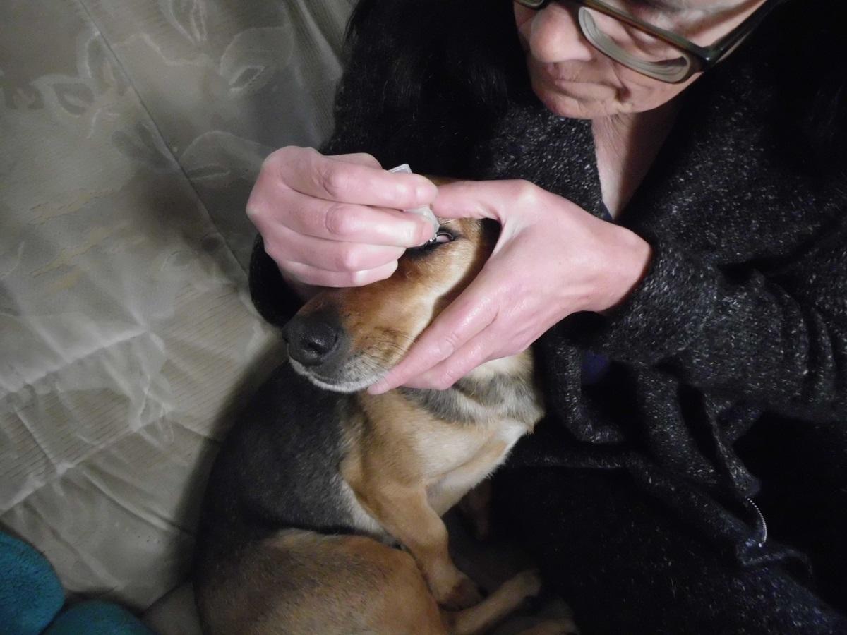 Augenausfluss beim Hund. Hündin bekommt Augentropfen in ihr Auge.