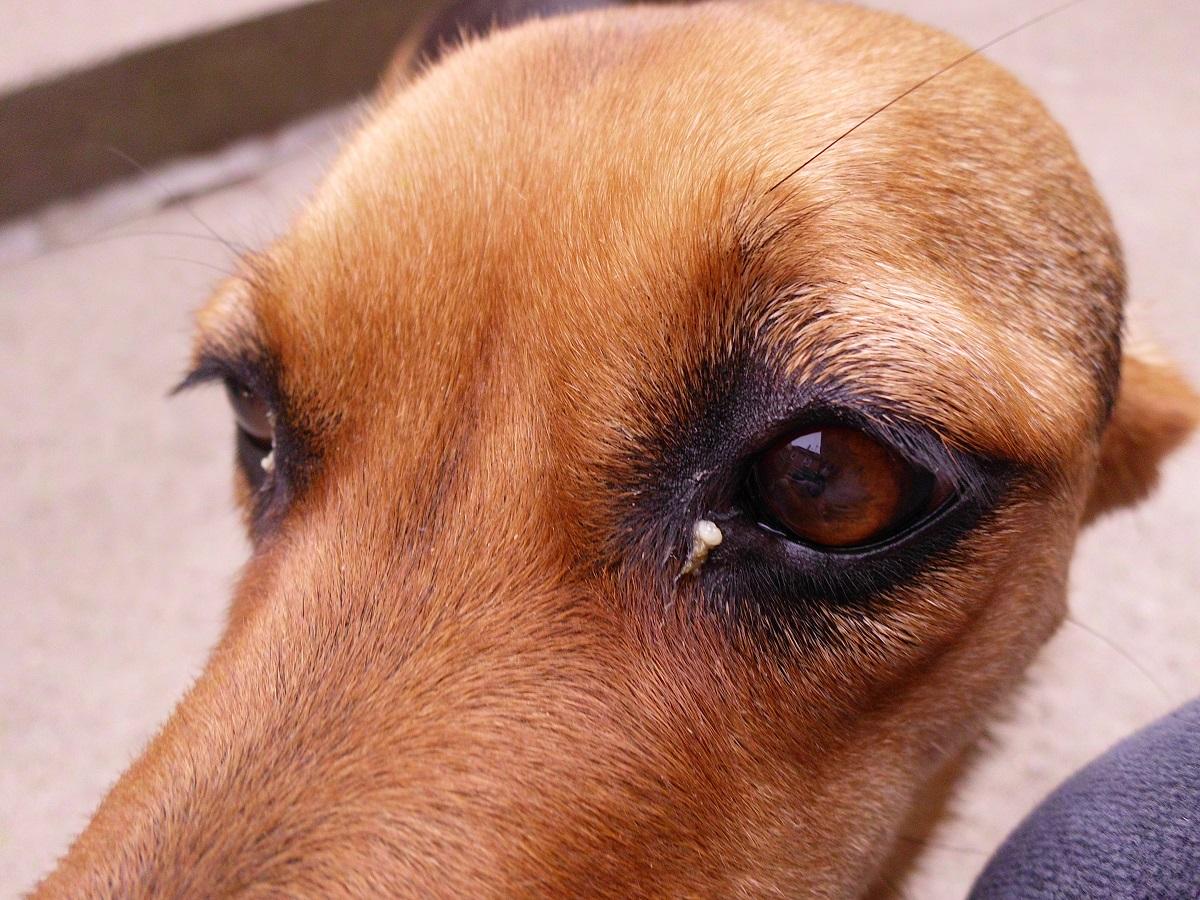 Augenausfluss beim Hund. Auge eines Hundes mit weißem Augenausfluss.