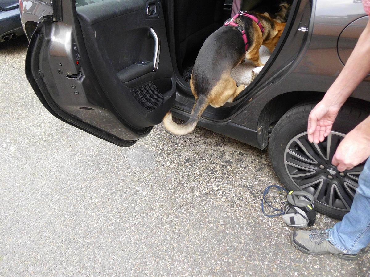 Auto fahren mit Hund. Hündin springt auf die Rückbank eines Autos