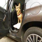 Auto fahren mit Hund Beitragsbild. Hund im Auto mit Türe offen.