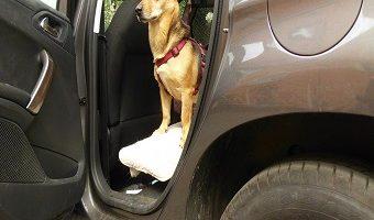 Auto fahren mit Hund Beitragsbild. Hund im Auto mit Türe offen.