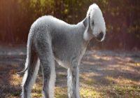 Ein Bedlington Terrier steht auf einer Wiese am Strand.