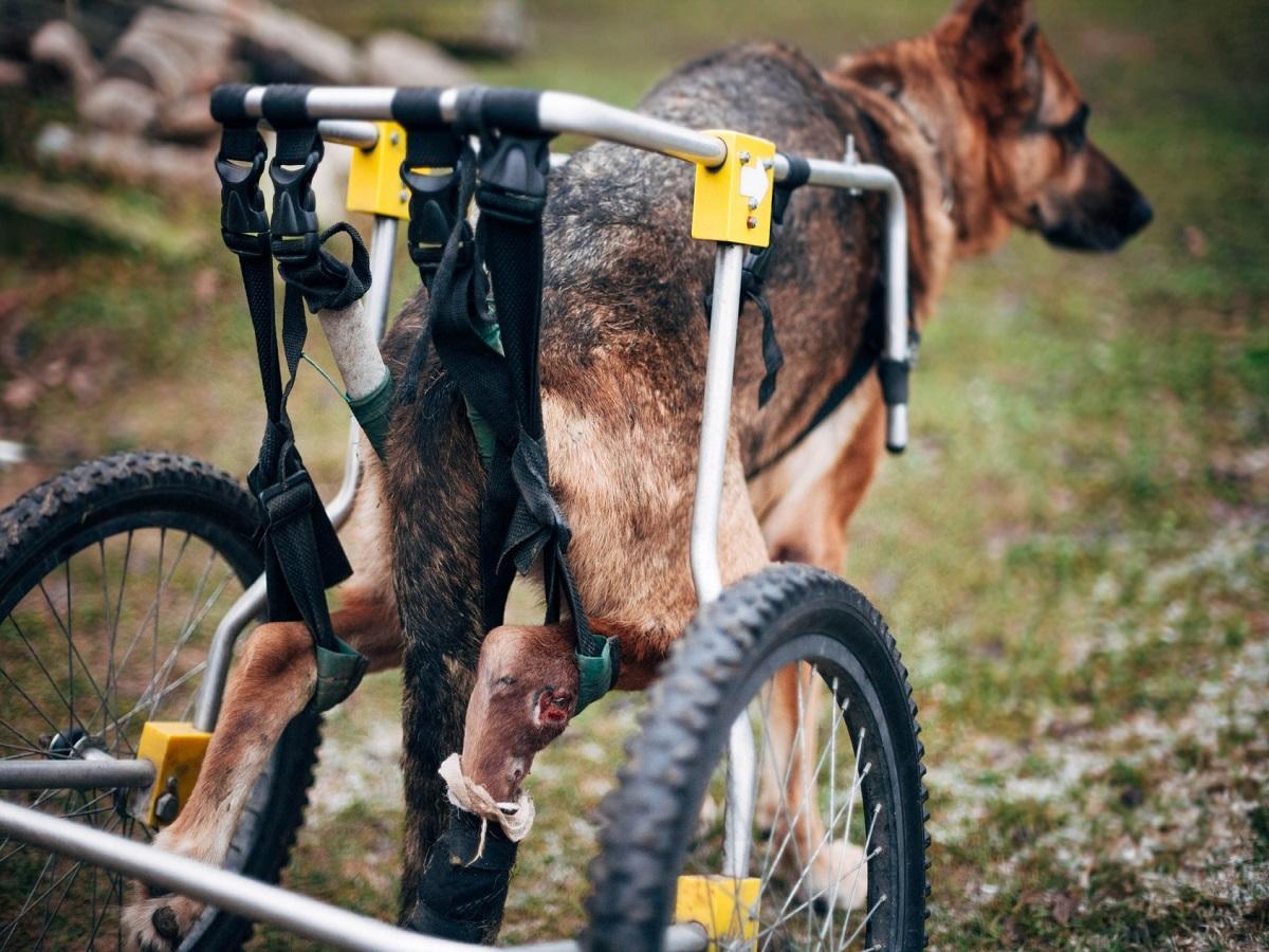 Der richtige Umgang mit behinderten Hunde. Hund in einem Rollstuhl.