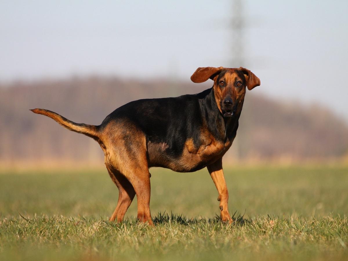 Der richtige Umgang mit behinderten Hunden. Dreibeiniger Hund.