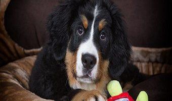 Ein junger Berner Sennenhund liegt mit seinem Spielzeug auf seinem Schlafplatz.