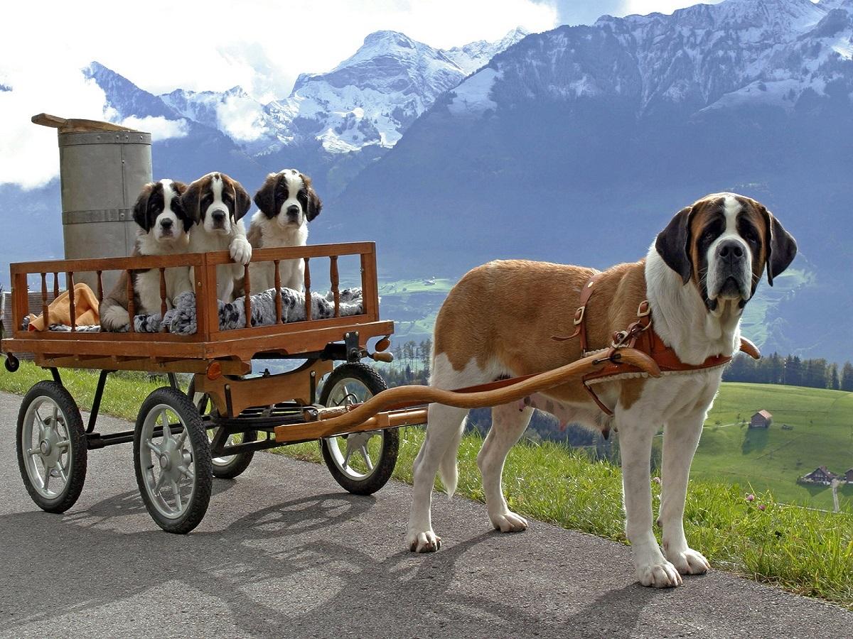 Ein Bernhardiner mit drei Welpen im einem Wagen. Er stehend auf einer Landstraße in der Schweiz.
