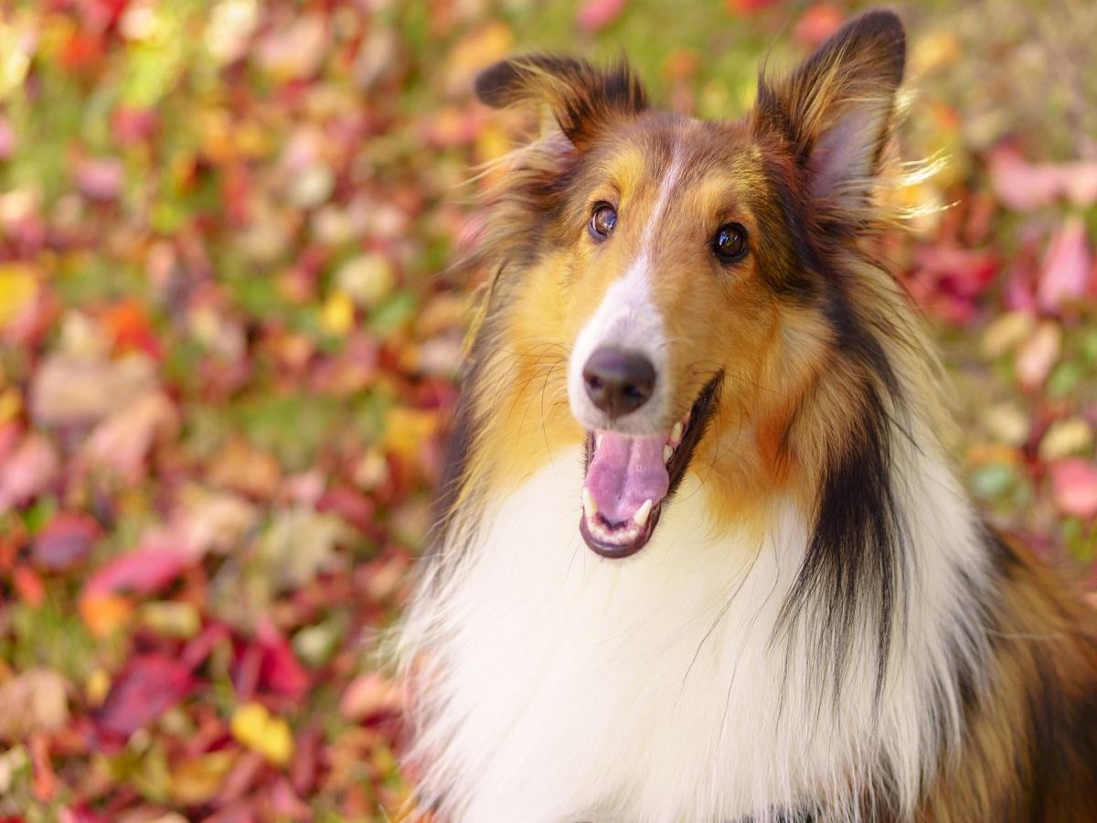 Berühmte Hunde. Lachender Sheltie im Laub.