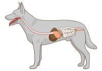 Borreliose beim Hund. Verdauungssystem des Hundes.