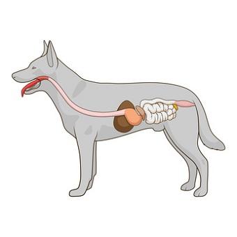 Borreliose beim Hund. Verdauungssystem des Hundes.