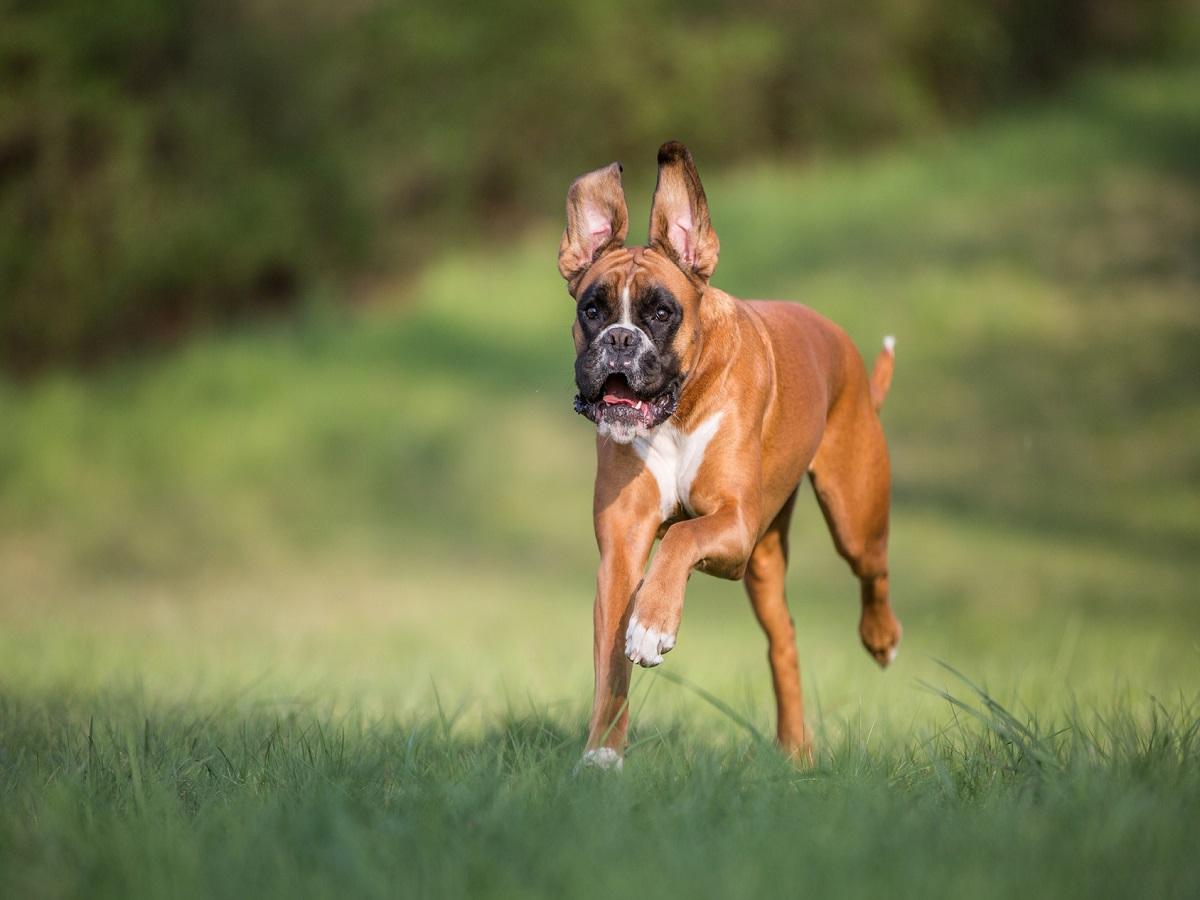 Boxer. Boxerhündin beim rennen.