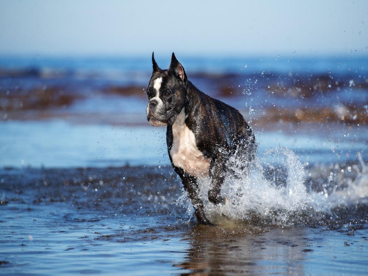 Boxer der über das Wasser läuft.