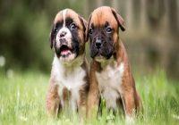 2 Boxer Welpen sitzen auf einer Wiese.