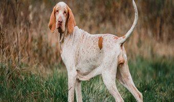 Ein Bracco Italiano steht auf einer Wiese in der Natur und schaut in die Kamera.