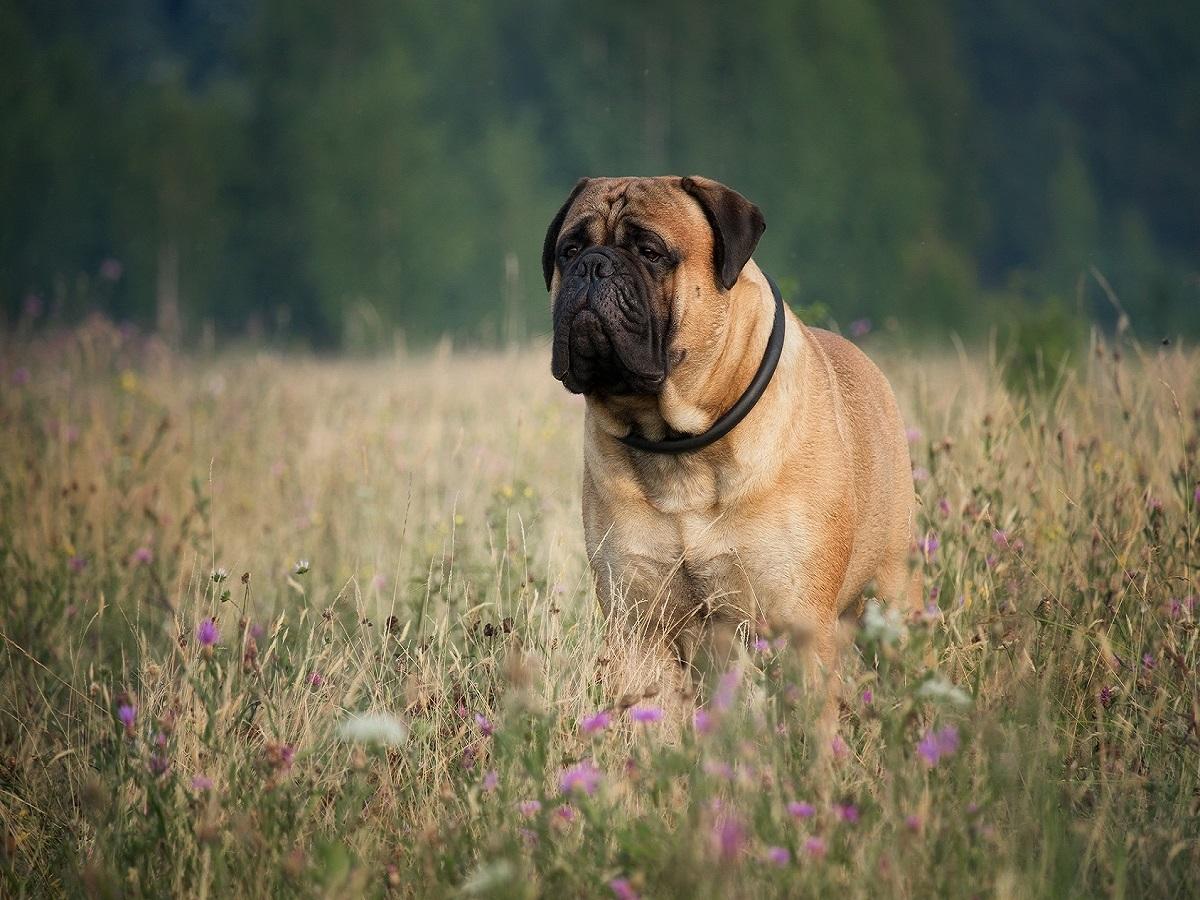 Ein Bullmastiff der auf einer Wiese steht.