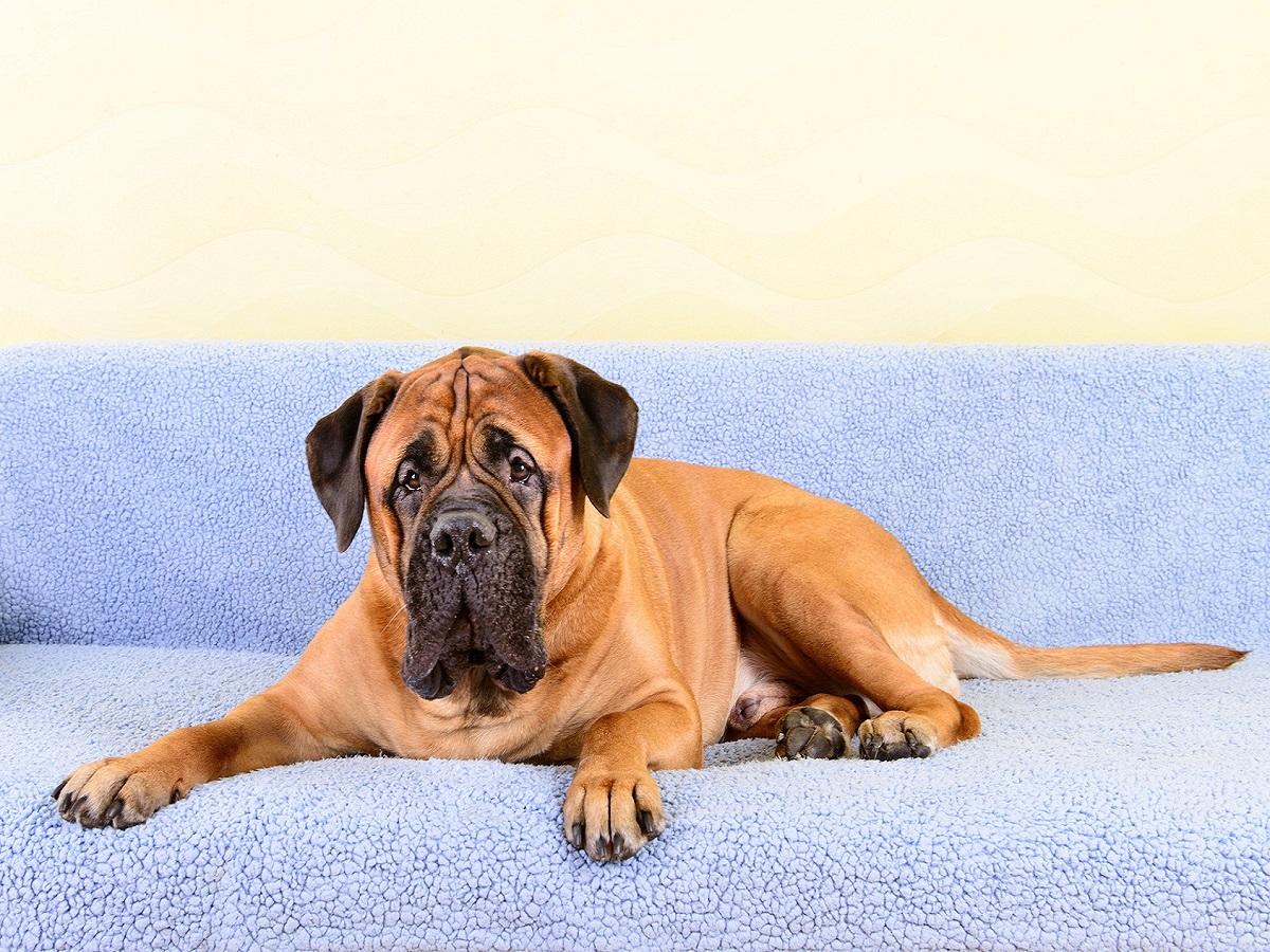 Ein Bullmastiff liegt auf einem Sofa und entspannt.