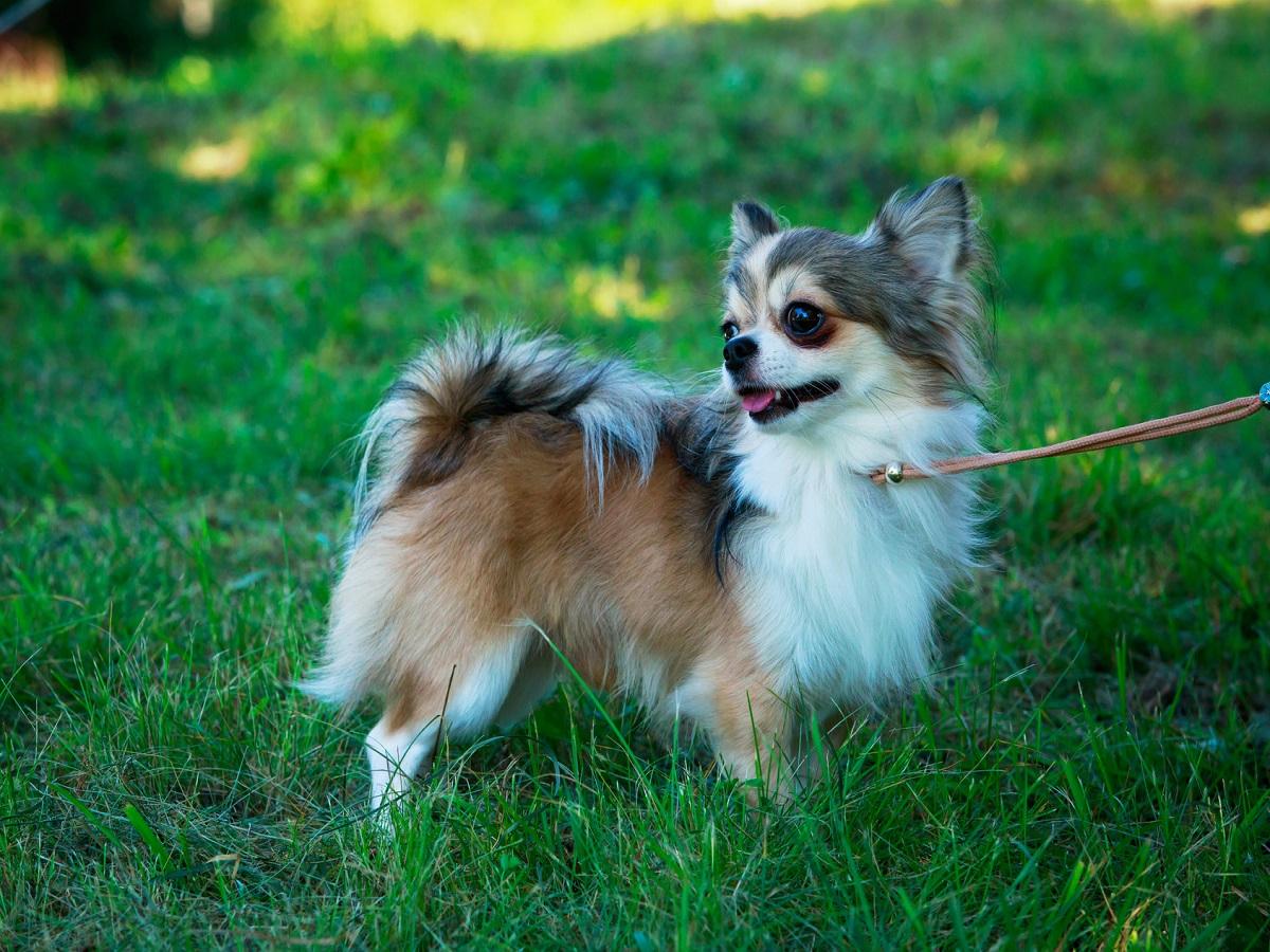 Ein Chihuahua mit langen Haaren steht auf einer Wiese.