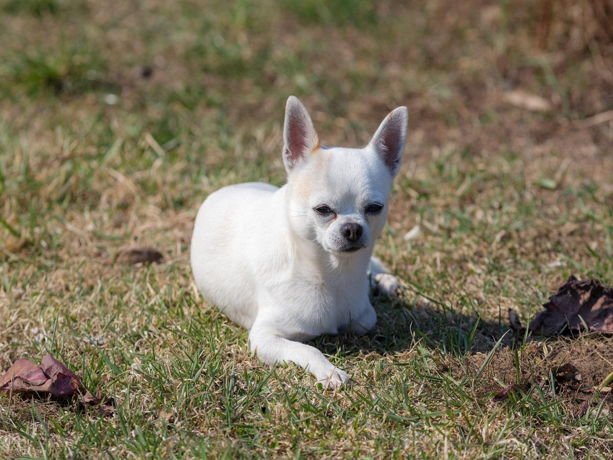 Ein Chihuahua mit kurzem Haaren liegt auf einer Wiese.