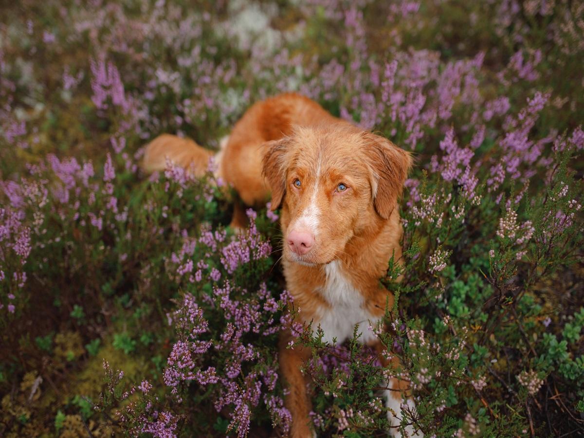 Collie Eye Anomaly beim Hund. Hund liegt in einer Wiese.