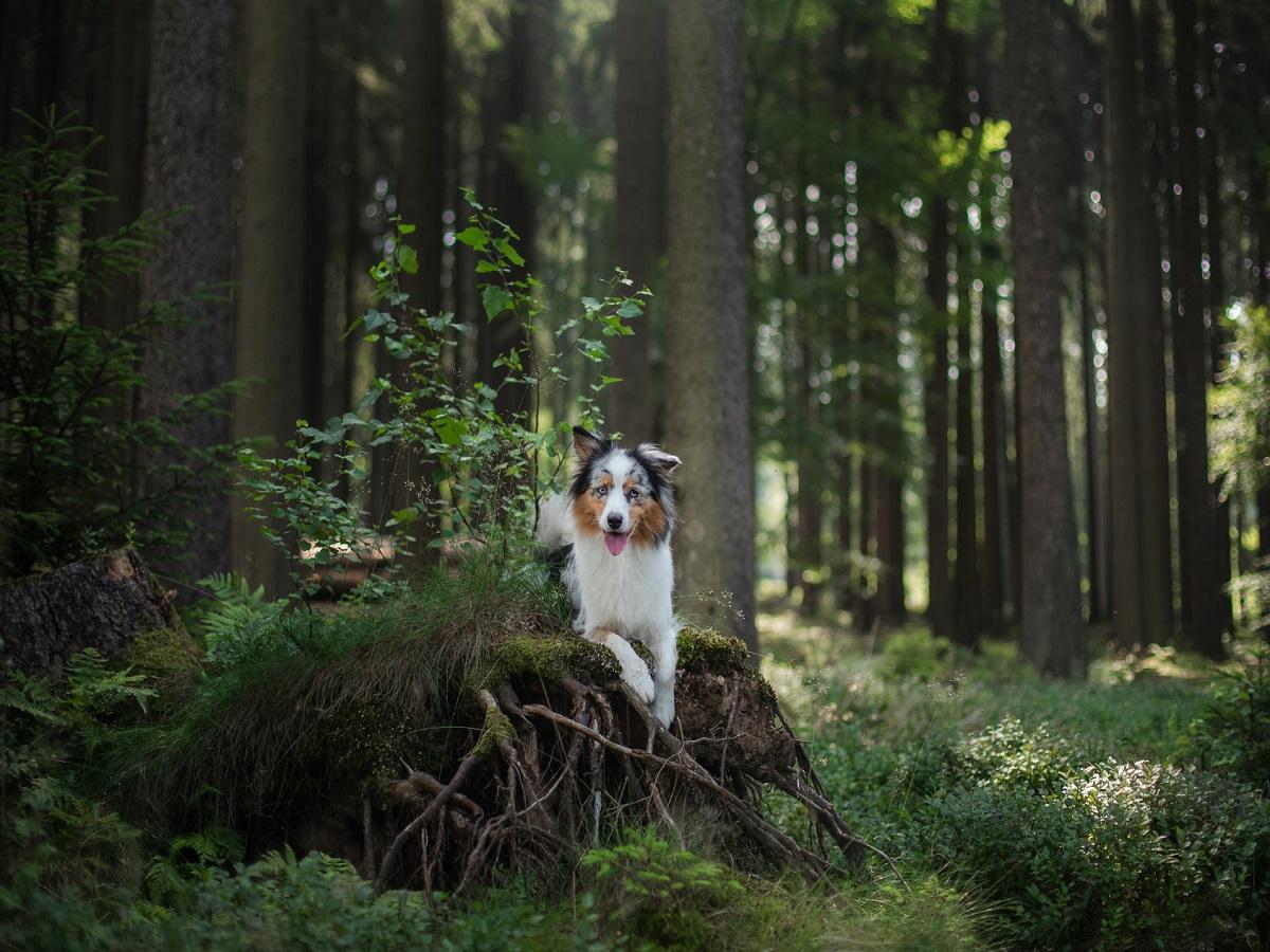 Collie Eye Anomaly beim Hund. Australischer Schäferhund im Wald.