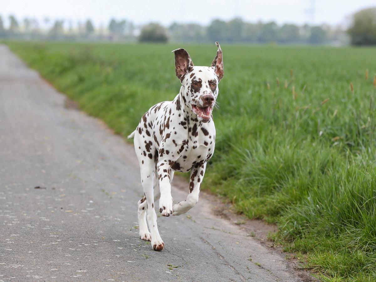 Dalmatiner rennt auf einem Feldweg.