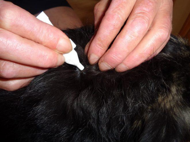Demodex Milben beim Hund Oder Haarbalgmilbe Der Pfoten Freund