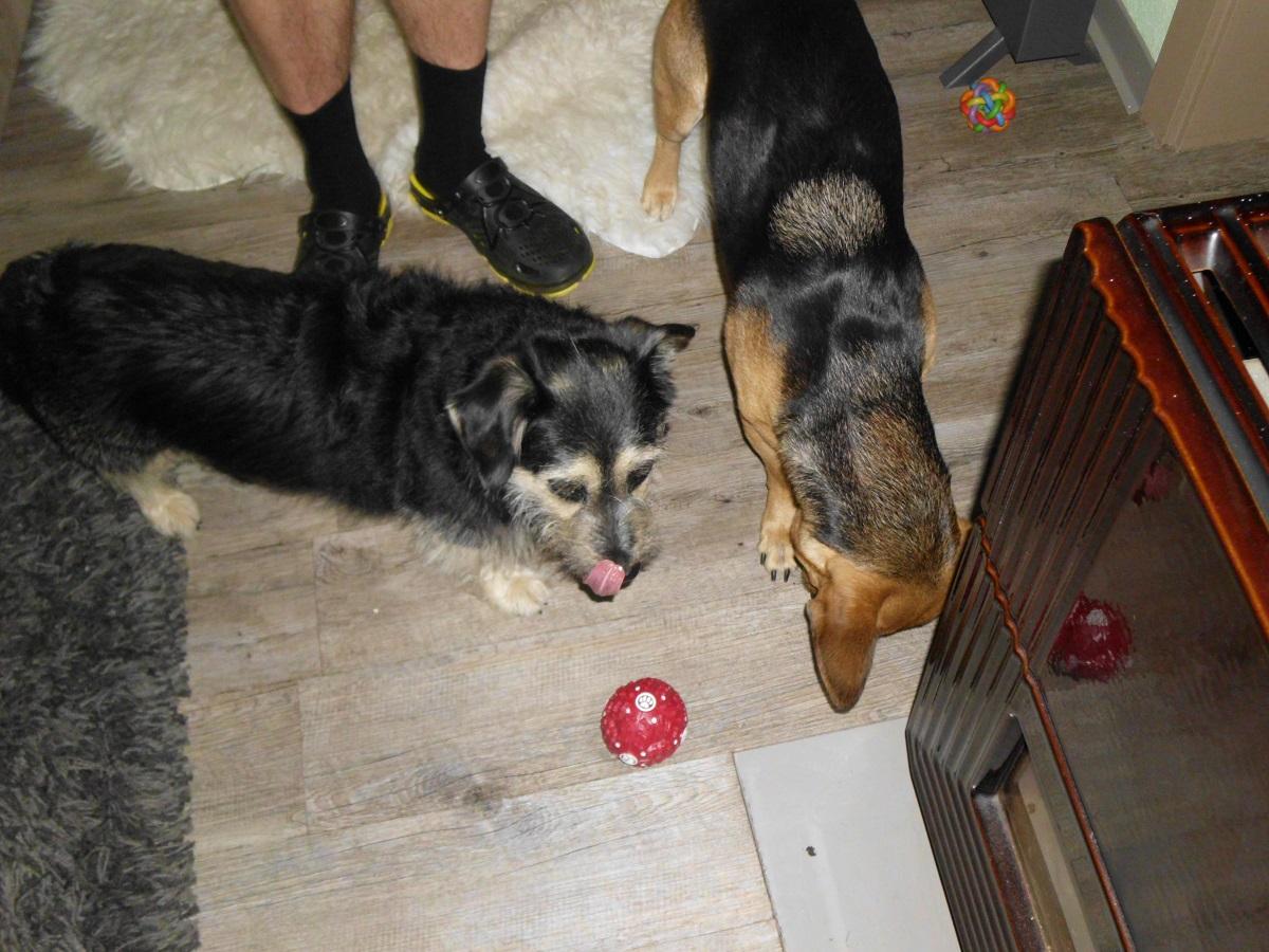 Der Futterball für Hunde. Zwei Hunde spielen mit einem Futterball