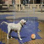 Der Stadthund. Hund an einem Brunnen in der Stadt an einem heißen Tag