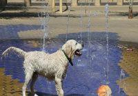 Der Stadthund. Hund an einem Brunnen in der Stadt an einem heißen Tag
