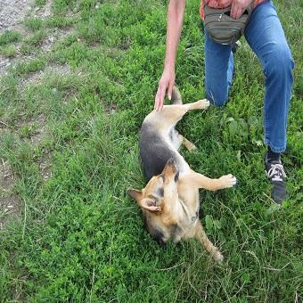 Die Hunderolle. Hund wartend auf Leckerli auf der Seite liegend