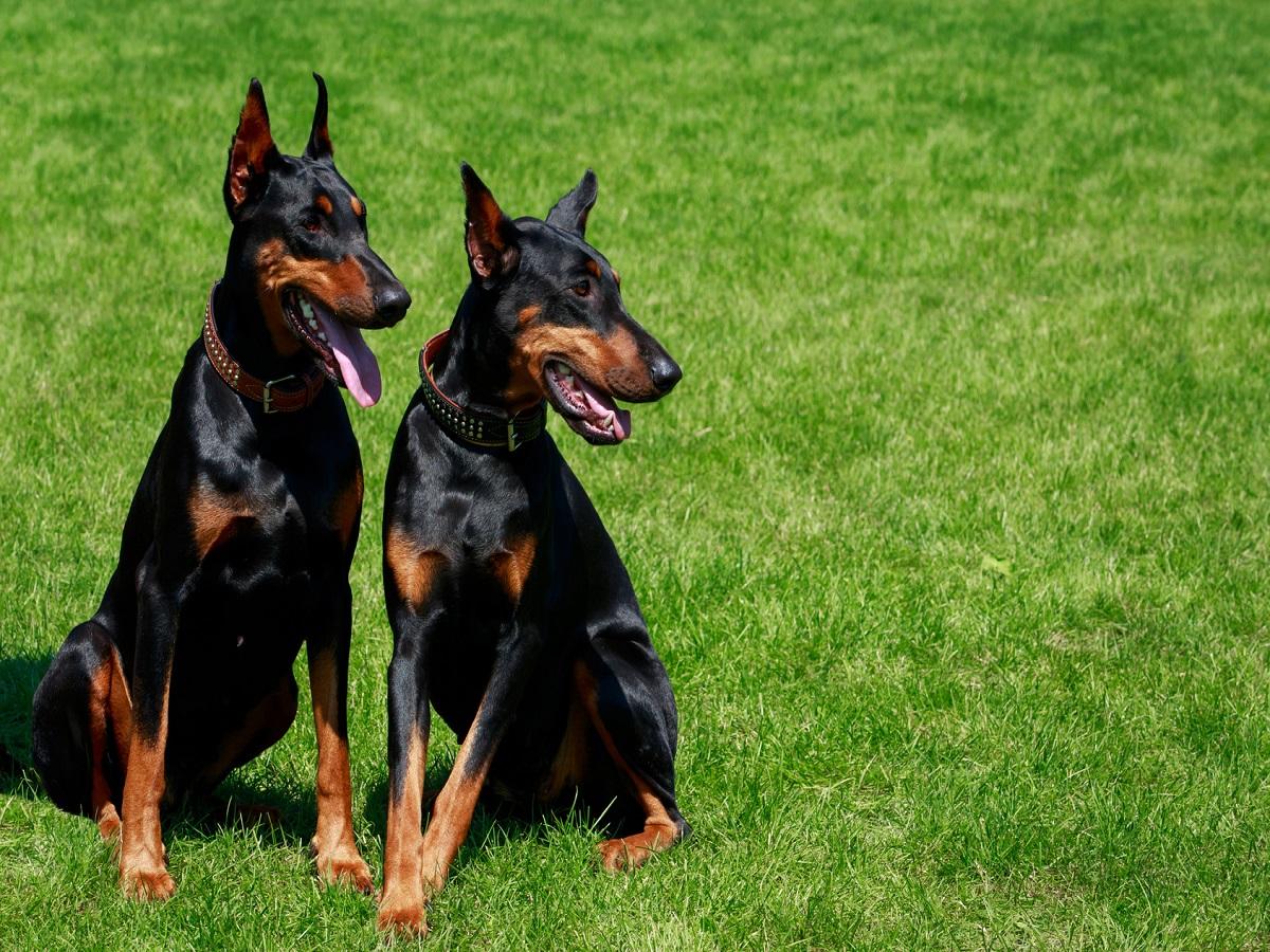 Eine Wiese im Sommer wo 2 Hunde der Hunderasse Dobermann sitzen.
